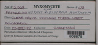 Physarum nutans image